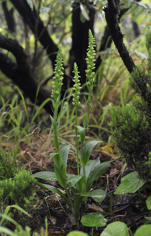 Platanthera pollostantha.4.jpg