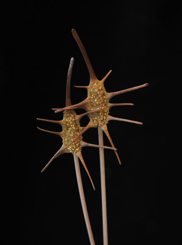 Dorstenia barnimiana.2. Closer.jpg