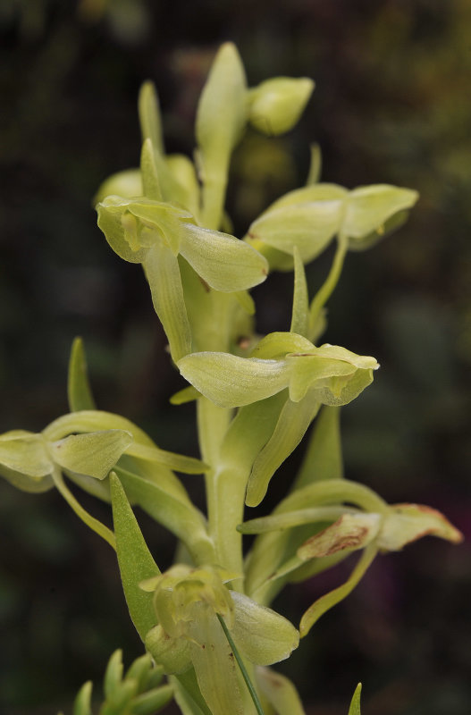 Platanthera azorica. Close-up.jpg
