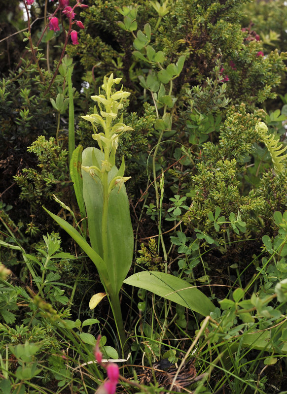Platanthera azorica.jpg
