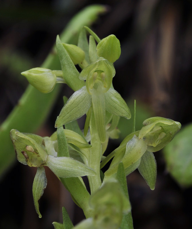 Platanthera azorica. Closer.2.jpg