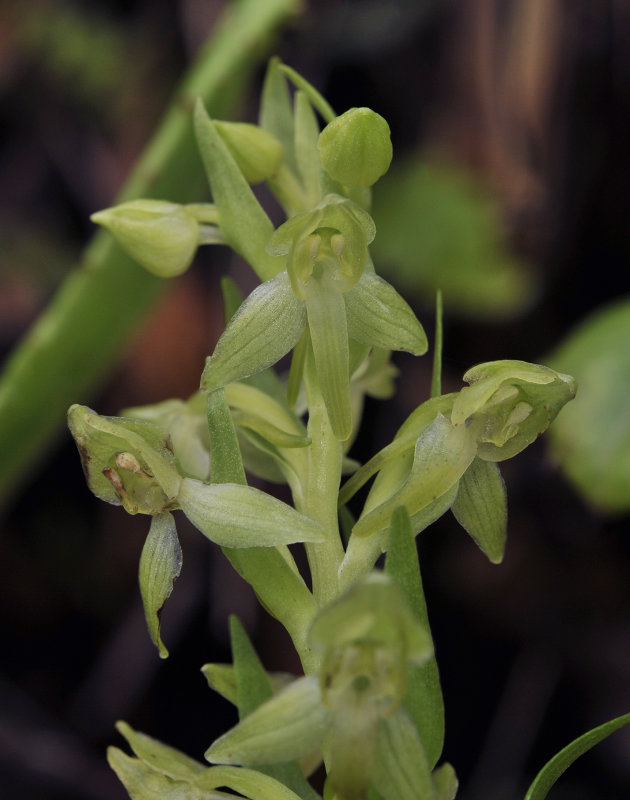 Platanthera azorica. Closer.jpg