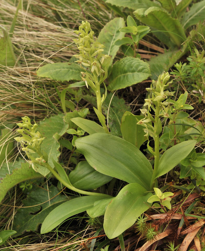 Platanthera azorica.2.jpg