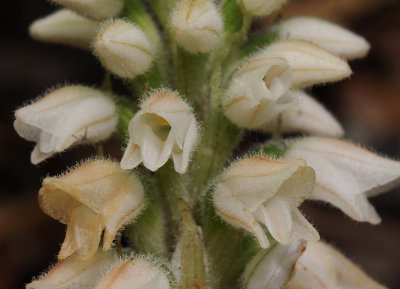 Goodyera macrophylla. Close-up.