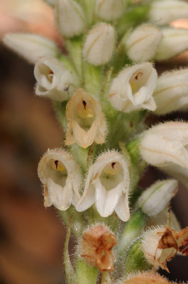 Goodyera macrophylla. Close-up.