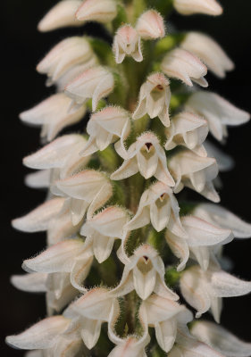 Goodyera macrophylla. Close- up.