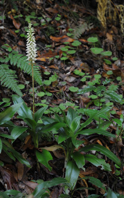 Goodyera macrophylla