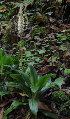 Goodyera macrophylla