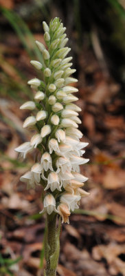 Goodyera macrophylla. Closer.