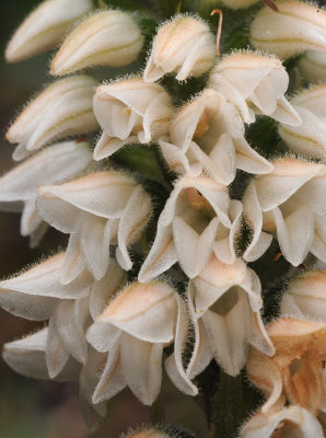 Goodyera macrophylla. Close-up.