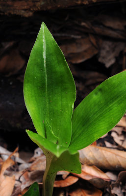 Goodyera macrophylla. Foliage.