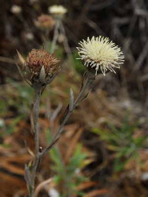 Carlina_salicifolia._Closer.jpg