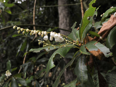 Clethra_arborea._Closer.3.jpg