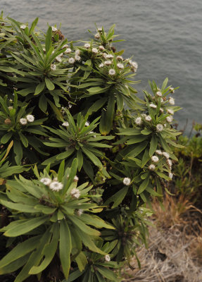 Globularia_salicina.jpg