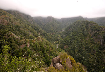 Madeira_laurel_forest.jpg