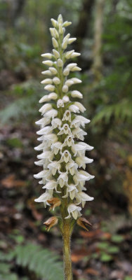 Goodyera_macrophylla._Closer.jpg