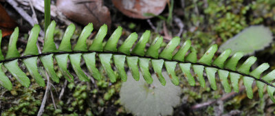 Asplenium._Closer.jpg