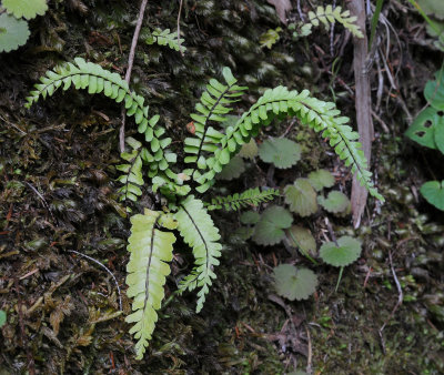 Asplenium.jpg