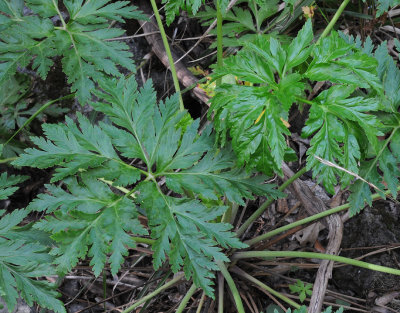 Geranium_palmatum._Foliage.jpg