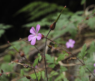 Geranium_rubescens._Closer.2.jpg