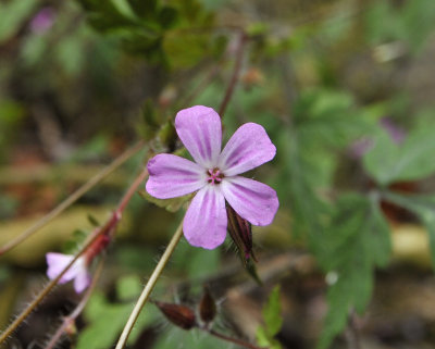 Geranium_rubescens._Closeup.jpg