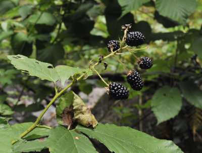 Rubus_grandifolius.jpg