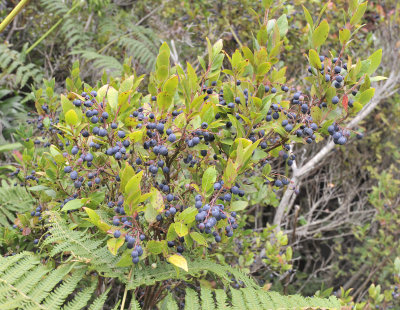 Vaccinium_padifolium.3.jpg