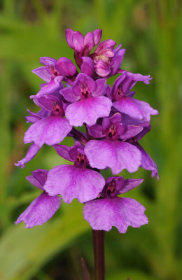 Dactylorhiza_foliosa._Closer._Colour_mutant.jpg