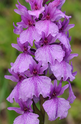 Dactylorhiza_foliosa._Closeup.2.jpg