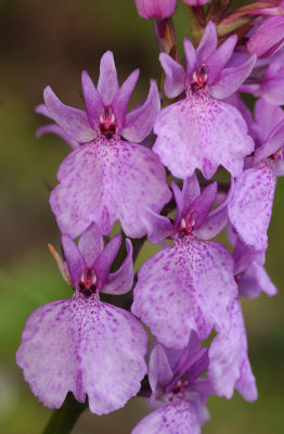 Dactylorhiza_foliosa._Closeup.3.jpg