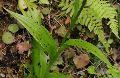 Dactylorhiza_foliosa._Leaf.2.jpg