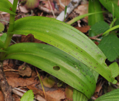 Dactylorhiza_foliosa._Leaf.3.jpg