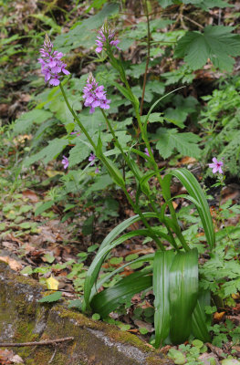 Dactylorhiza_foliosa._Roadside.jpg