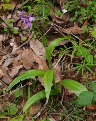 Dactylorhiza_foliosa._Spotted_leaf_form.3.jpg