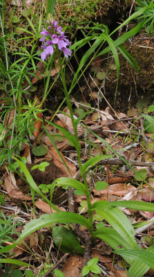 Dactylorhiza_foliosa._Spotted_leaf_form.4.jpg