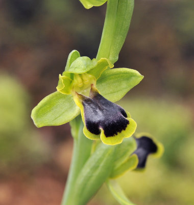 Ophrys fusca subsp. blitopertha. Close-up.