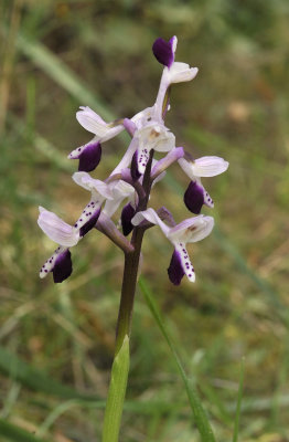 Anacamptis longicornu. Closer.