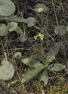 Ophrys bombyliflora