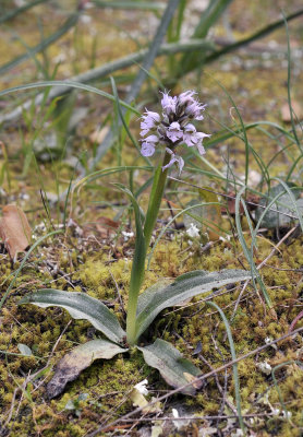Neotinea tridentata subsp. conica
