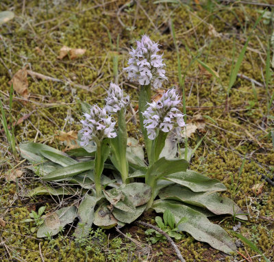 Neotinea tridentata subsp. conica.