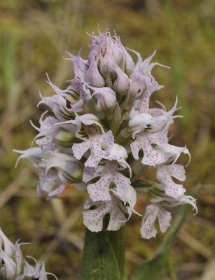 Neotinea tridentata subsp.conica. Closer.