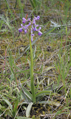 Anacamptis longicornu 