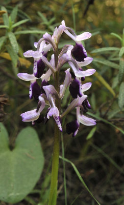 Anacamptis longicornu. Closer.