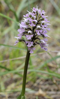 Neotinea tridentata subsp. conica. Closer.
