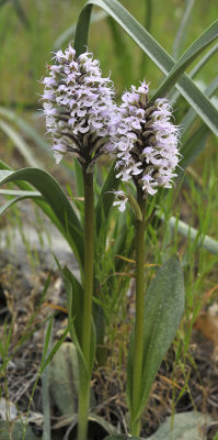 Neotinea tridentata subsp. conica. Closer.