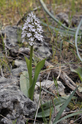 Neotinea tridentata subsp. conica. White form.