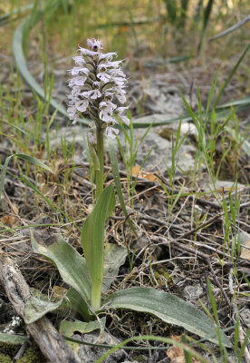 Neotinea tridentata subsp. conica. White form.