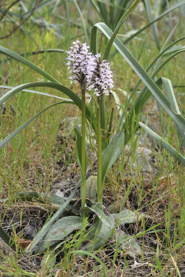 Neotinea tridentata subsp. conica.