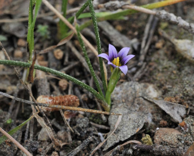 Romulea columnae