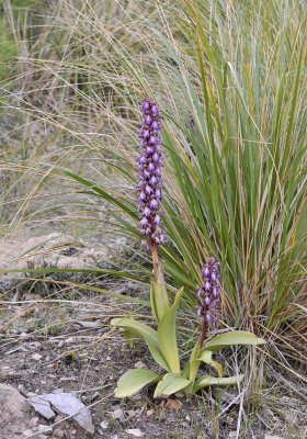 Himantoglossum robertianum